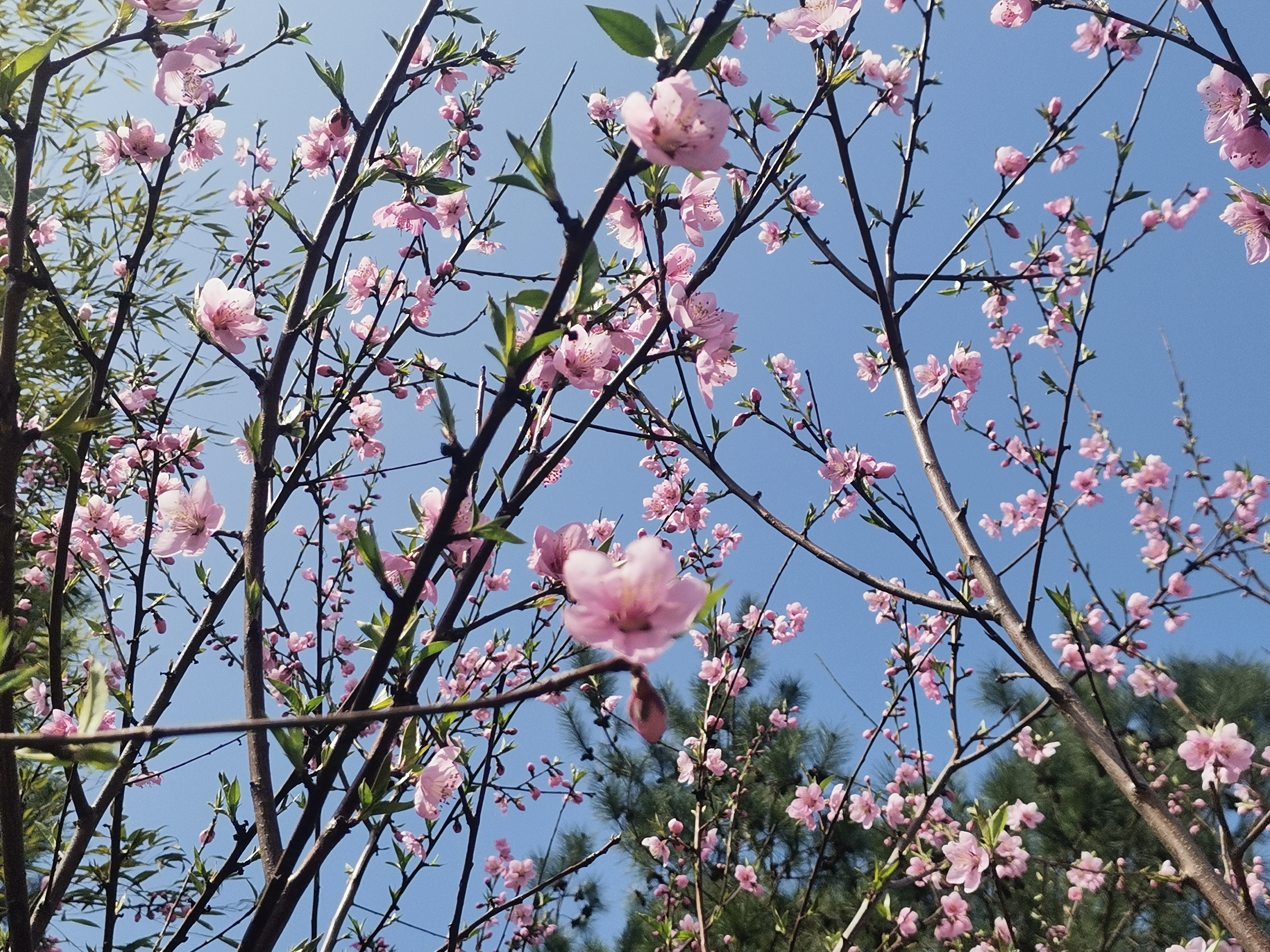 芬芳三月天 东湖踏青行——雍鸣所开展“三八”节主题活动(图4)